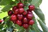 Au Australia Tasmania cherries cherry on branch