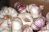 Garlic the best defence against superbug