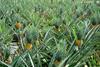 Malaysian pineapples