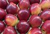 Poland apples Pola