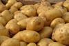 EU-Projekt sucht nach der stressresistenten Kartoffel