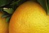 Clementines close