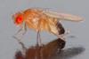 fruit fly