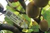 NZ Zespri trial red kiwifruit