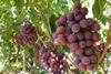 USAâ€“Flame Seedless_SJV 2012_Californiagrapes