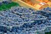 heidelbeeren polen