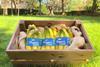 Fyffes Organic Fairtrade bananas new packaging 2019