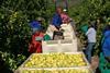 Südafrika: Citrusbranche wieder im Aufwind