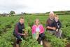 Comber potatoes