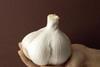 Elephant garlic is as big as a tennis ball