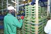 Kakuzi avocado packhouse Kenya EF May 2022