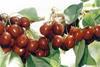 Alara to increase cherry exports by 40 per cent