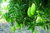 Haitian mangoes Whole Foods