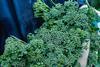 Person holding Tenderstem broccoli
