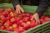 Pink_Lady_PI_Obstgarten_4_Copyright_Matthieu Rocolle