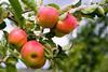 Growers are planting fewer new apple trees