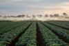 Vegetable crop