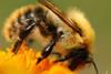 Natur Artenvielfalt Kompass 2025_Wildbiene