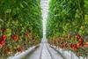 Tomato greenhouse