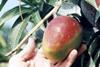 Mango dream team comes into play