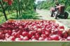 NZ New Zealand apples