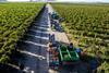 The upcoming raisin harvest in South Africa is expected to be eight per cent bigger than the last