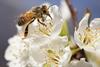 Bee pollinating stonefruit flower