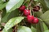 Argentine cherries