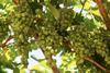 California table grapes Adobe Stock