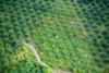 CR Costa Rica banana plantation Quepos AdobeStock_478422473