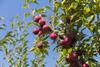 Murcian stonefruit El Ciruelo C