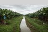 US Chiquita Nogal Wildlife corridor in Costa Rica Bananas
