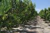 Spanien: Afrucat schlägt nationalen Rodungsplan für Pfirsiche und Nektarinen vor