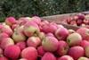 Sachsen: Geringere Apfelernte durch Trockenstress