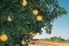 Israel citrus