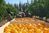 Turkey-Valencia-harvest l.b.
