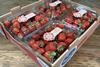 Happy Berry Oppy Ocean Spray strawberries hydroponic