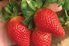 strawberries