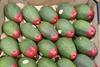 Ecoganic Red Tip avocados