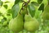 Argentine pears