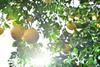 IMG Citrus grapefruit Florida 2021