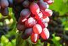 Chilean grapes C