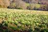 Cauliflower is being left to go to waste in fields