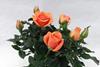 Maasland GoldT Roses ForeverR