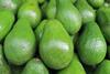 avocado generic free use