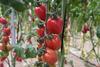 Pomeria tomatoes Yuksel Seeds