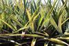 The Philippine government prioritises access to US market for pineapples