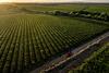 South Africa Raisin harvesting landscape