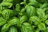 basil
