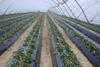 New berry company formed by merger